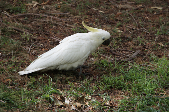 Cuckatoo